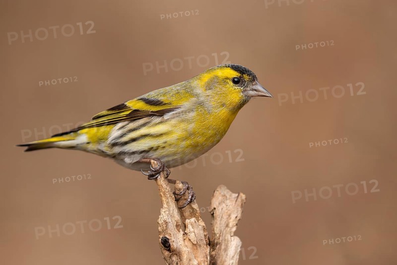Eurasian Siskin (Spinus spinus) male, Lower Saxony, Germany