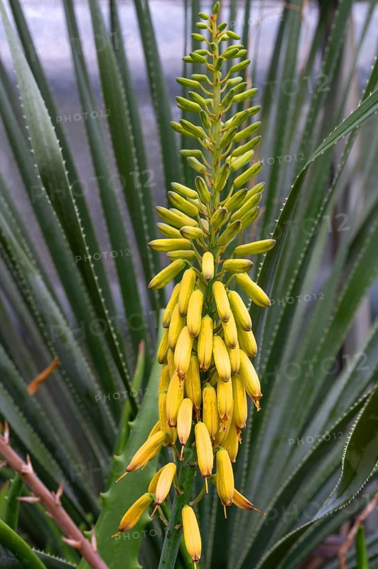 Flowering bittercress, true aloe (Aloe vera), Botanical Garden, Erlangen, Middle Franconia, Bavaria, Germany