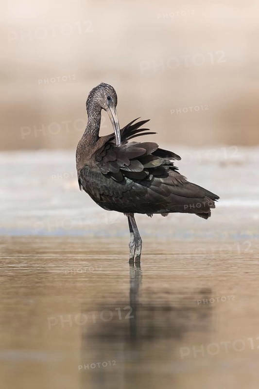 Glossy Ibis (Plegadis falcinellus) preening, Eilat, Israel