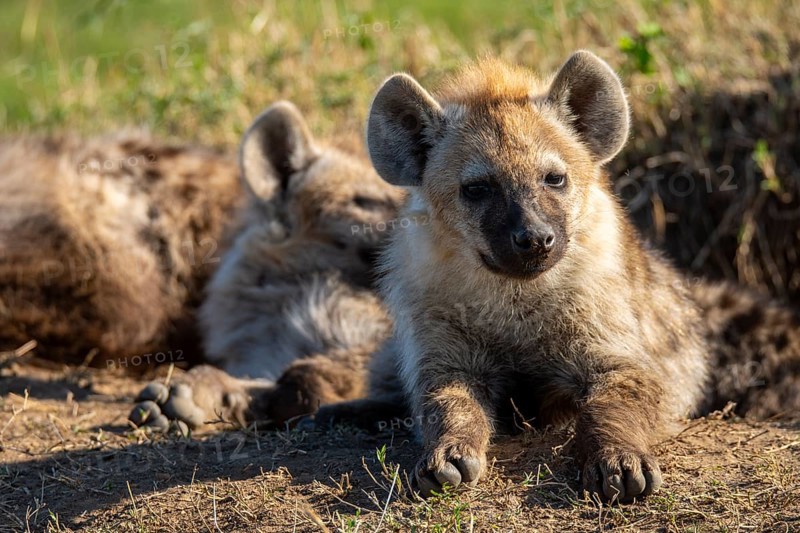 Two young spotted hyenas rest on the grass under the warm savannah sun. Their fur blends with the earthy landscape, capturing the essence of African wildlife