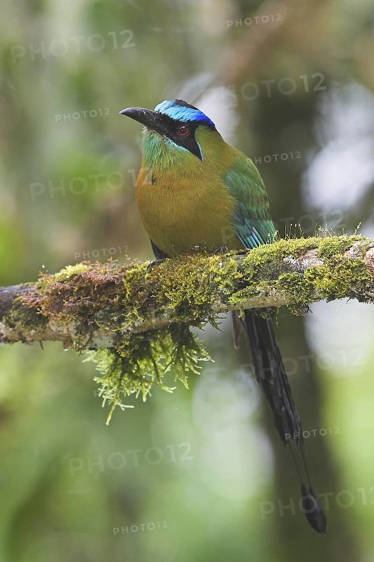 Amazonian Motmot (Momotus lessonii), Costa Rica