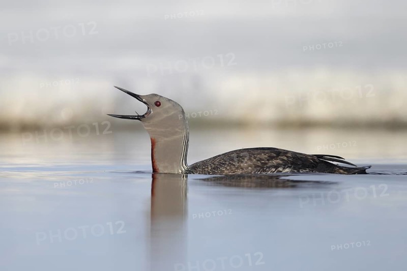 Red-throated Loon (Gavia stellata), Alaska, USA