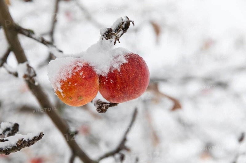 Ripe apples covered in snow on the branches of an apple tree, onset of winter in Oberwartha, Dresden, Saxony, Germany