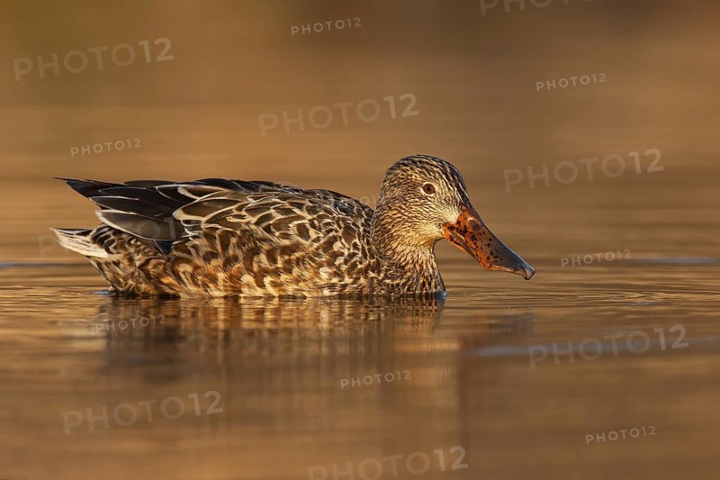 Northern Shoveler (Spatula clypeata) female, British Columbia, Canada