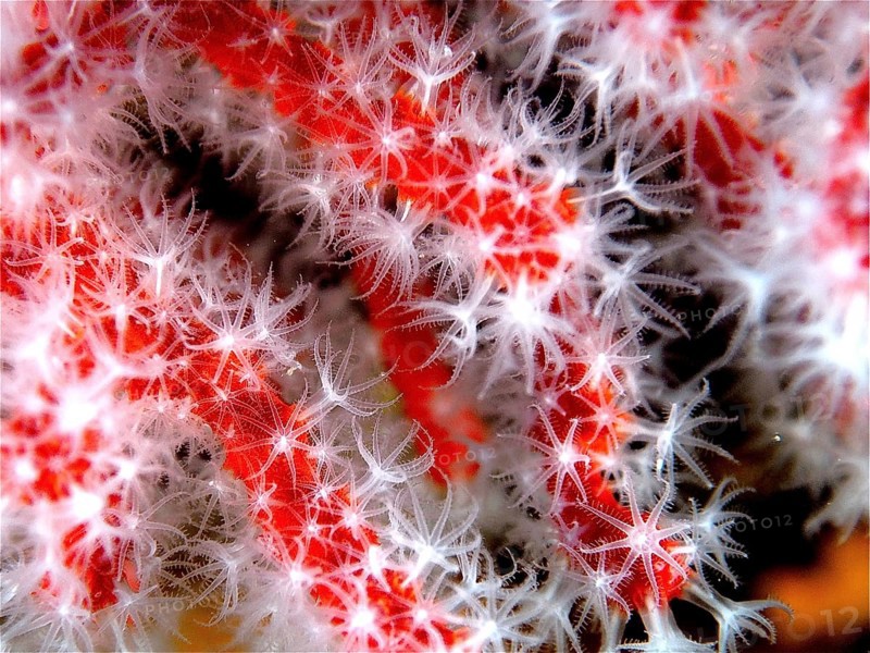 Precious coral (Corallium rubrum)