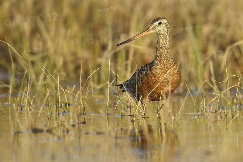 Hudsonian Godwit (Limosa haemastica), Manitoba, Canada