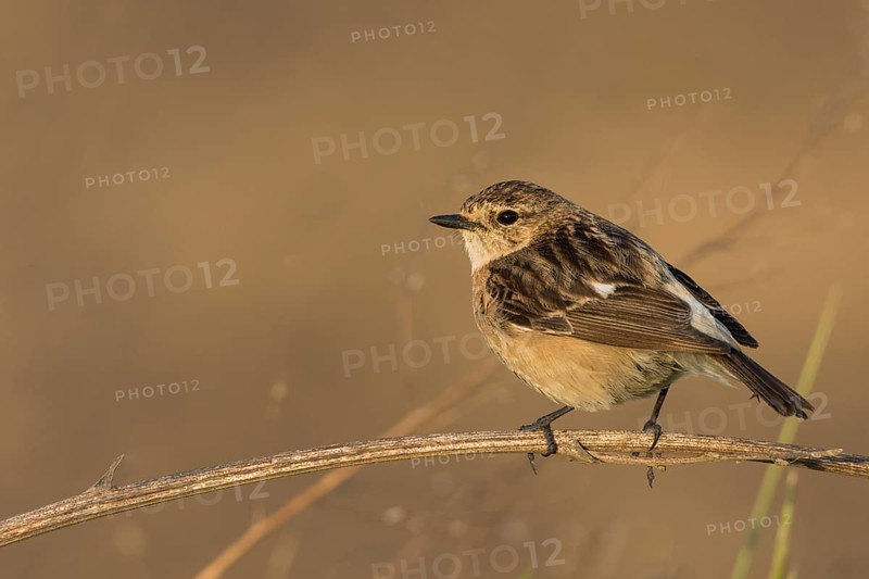 Siberian Stonechat - Pallasschwarzkehlchen - Saxicola maurus, Russia (Ural), adult female