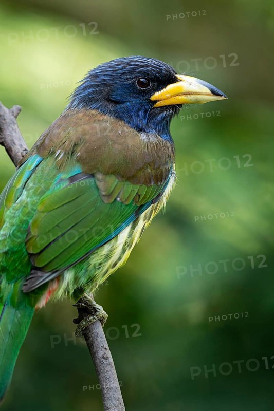 Great Barbet (Psilopogon virens clamator) perched on a branch, Yunnan, China