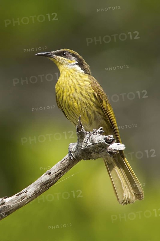 Varied Honeyeater (Gavicalis versicolor), Queensland, Australia