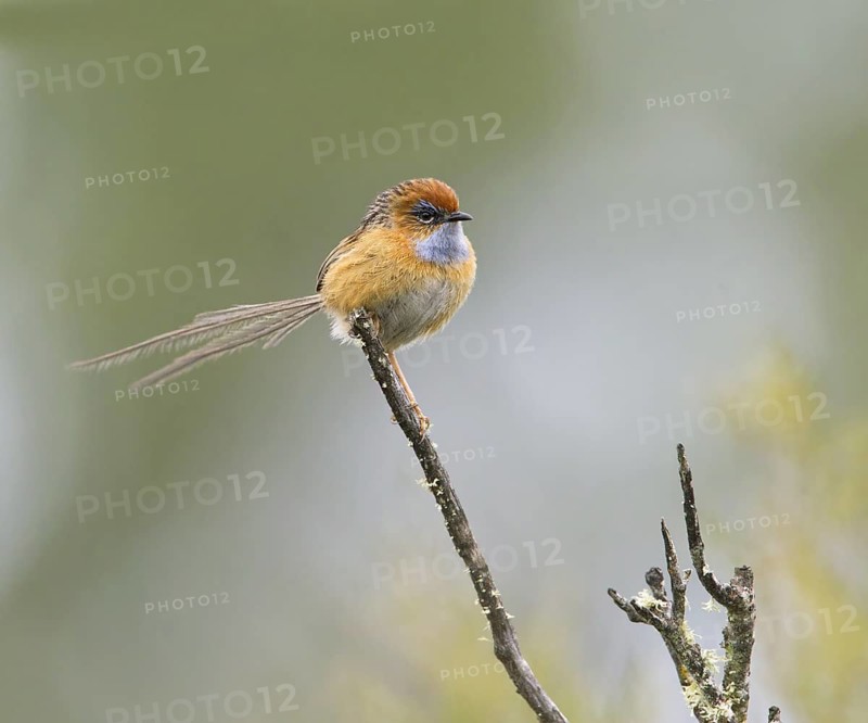 Southern Emu-wren (Stipiturus malachurus) male, Victoria, Australia