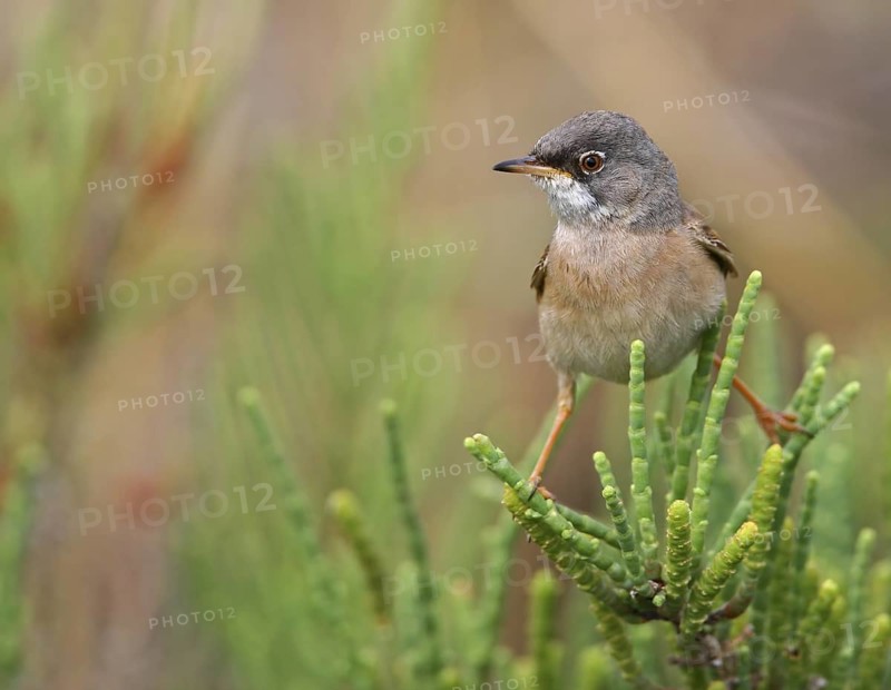 Spectacled Warbler (Sylvia conspicillata) male, Lisbon, Portugal