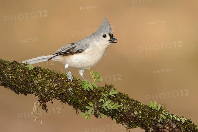 Tufted Titmouse (Baeolophus bicolor) singing, Texas, USA