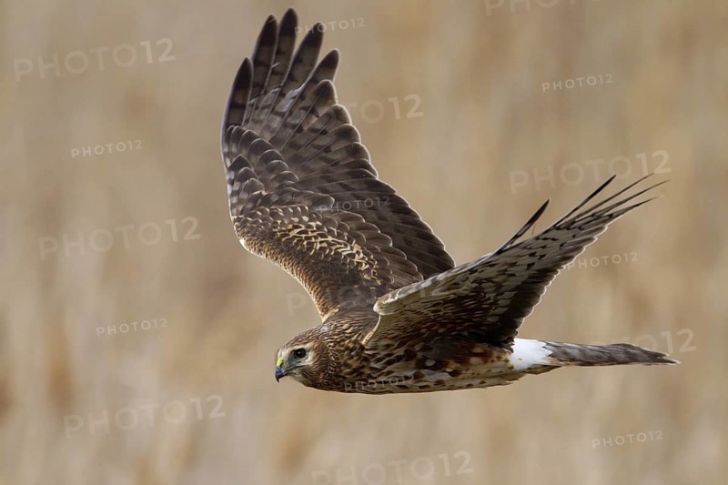 Northern Harrier (Circus hudsonius) juvenile flying, Utah, USA
