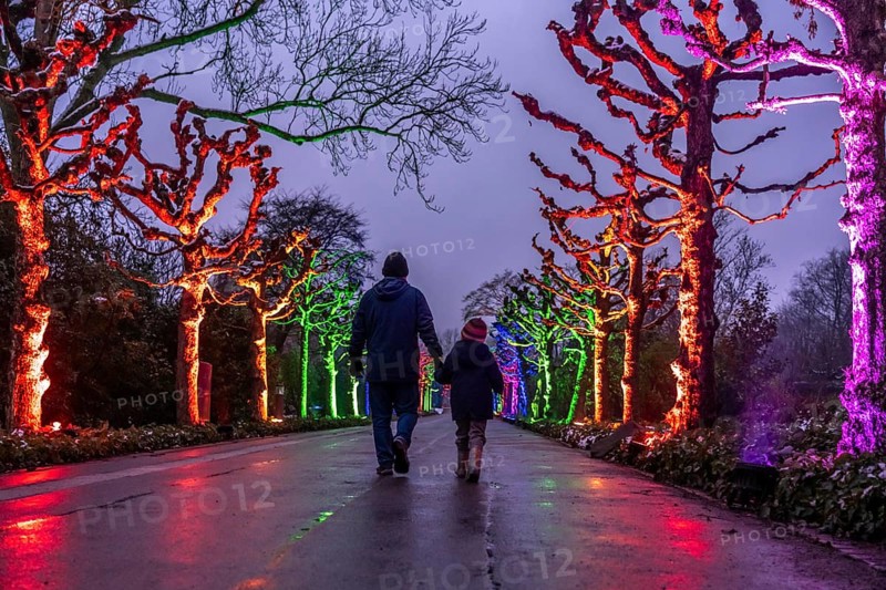 Park lights, events in winter, in the Grugapark in Essen, many different light installations, across the park, attract many thousands of visitors, North Rhine-Westphalia, Germany