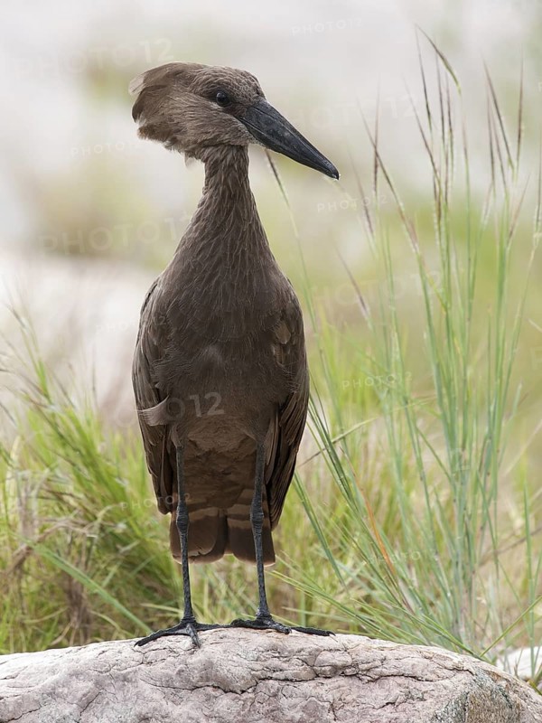 Hamerkop (Scopus umbretta), South Africa