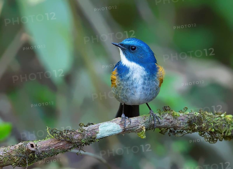 Himalayan Bluetail (Tarsiger rufilatus) male, Thailand