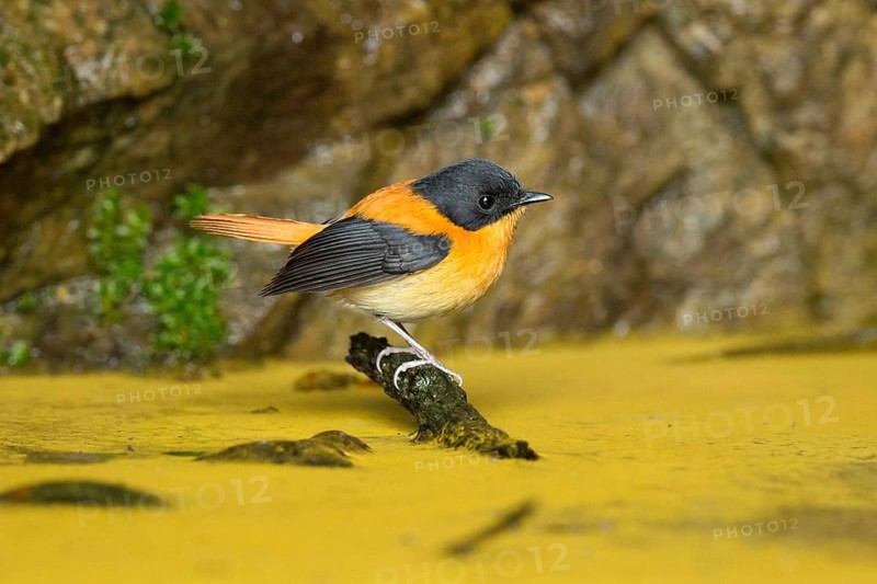 Black-and-orange Flycatcher (Ficedula nigrorufa) male perched on a branch, Kerala, India