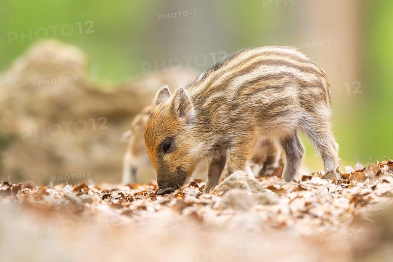 Wild boar (Sus scrofa) piglet standing in a forest, Bavaria, Germany