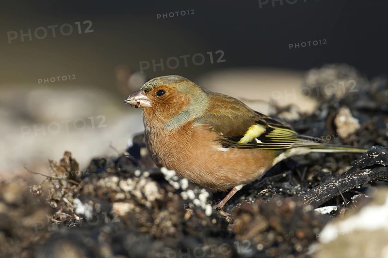 Common Chaffinch (Fringilla coelebs) male, Schleswig-Holstein, Germany