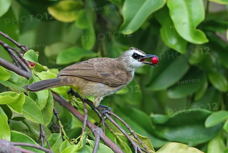 Yellow-vented Bulbul (Pycnonotus goiavier) feeding on red berries, Malaysia
