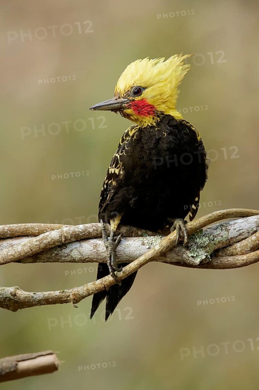 Blond-crested Woodpecker (Celeus flavescens) perched on a branch in the Atlantic Rainforest Region of Brazil