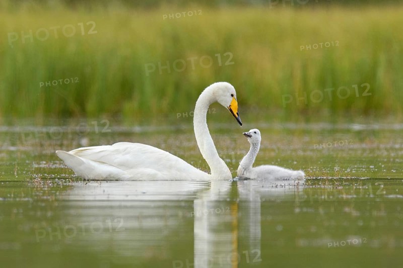 Whooper Swan (Cygnus cygnus) with chick, Iceland