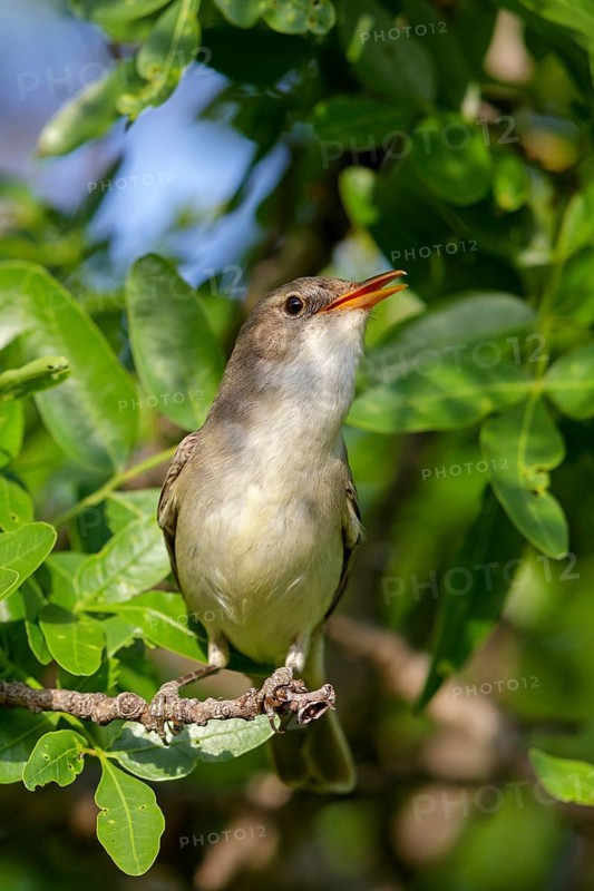 Olive warbler, (Hippolais olivetorum), animal, animals, bird, birds, biotope, habitat, perch, branch, twig, foraging, songbird, reed warbler family Lesvos, Greece