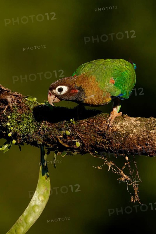 Brown-hooded Parrot (Pyrilia haematotis), Costa Rica
