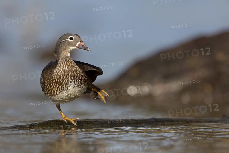 Mandarin Duck (Aix galericulata) female, Baden-Wuerttemberg, Germany