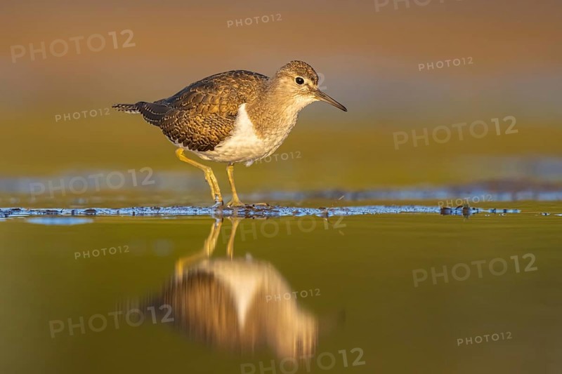 Common Sandpiper (Actitis hypoleucos), North Rhine-Westphalia, Germany