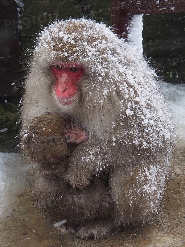 Snow monkey (Macaca fuscata)