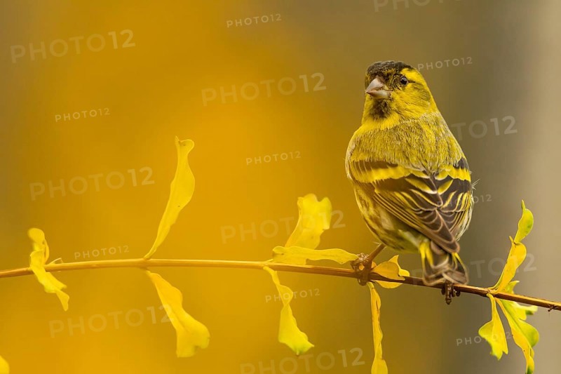 A striking image of a European siskin, Spinus spinus, gracefully perched on a branch with delicate yellow leaves, highlighted by a warm, diffused background