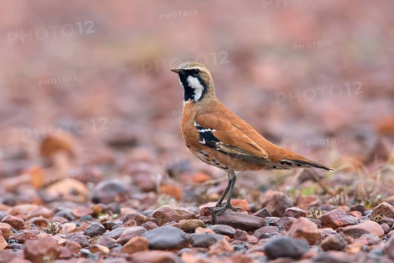 Cinnamon Quail-thrush (Cinclosoma cinnamomeum) male, South Australia, Australia