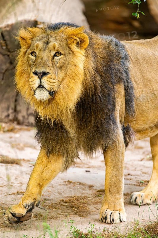 Asiatic lion (Panthera leo persica) male walking around on the ground, captive, Germany
