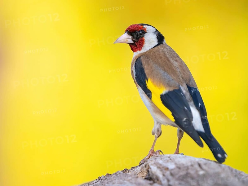 Goldfinch, goldfinch, (Carduelis carduelis), biotope, habitat, foraging, perch, Worms, Rhineland-Palatinate, Germany