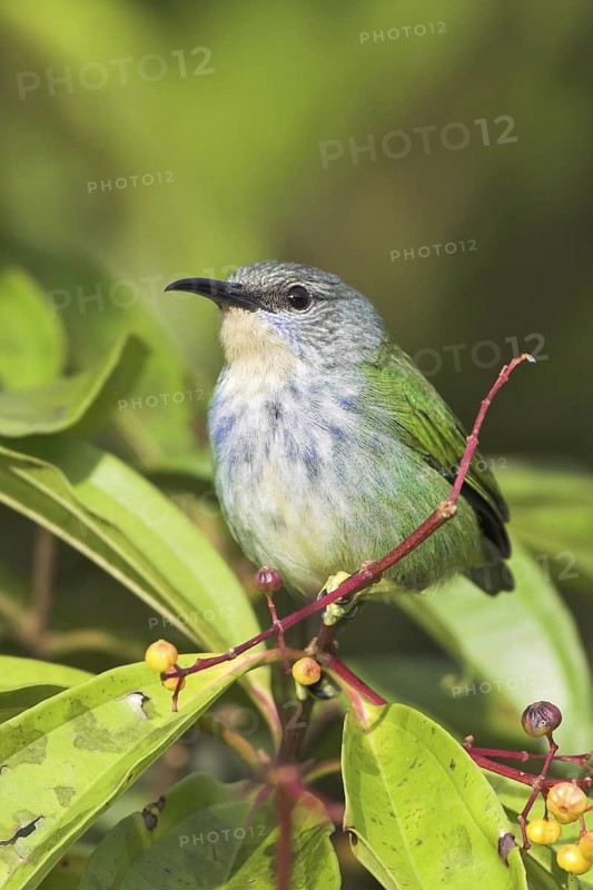 Shining Honeycreeper (Cyanerpes lucidus) female, Costa Rica