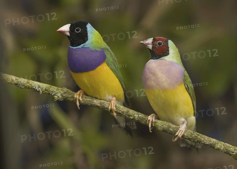 Gouldian Finch (Erythrura gouldiae) female