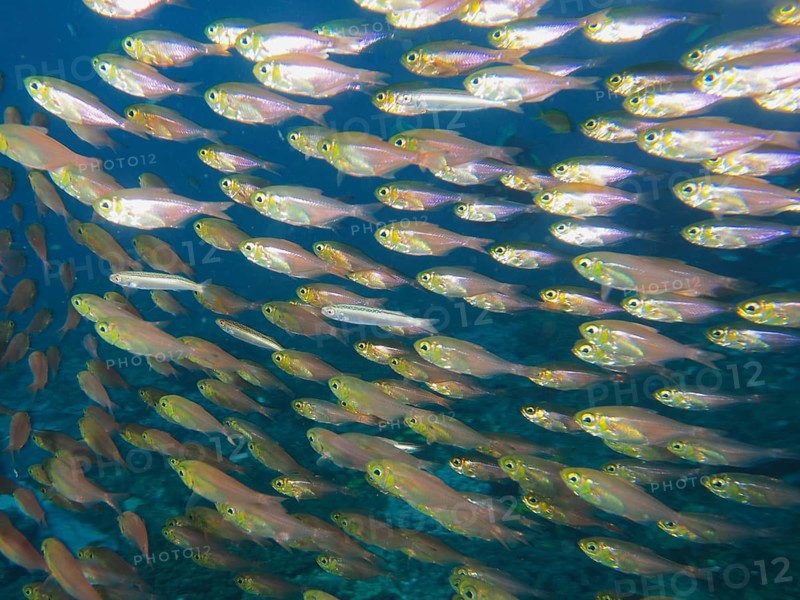Pigmy sweeper (Parapriacanthus ransonneti)