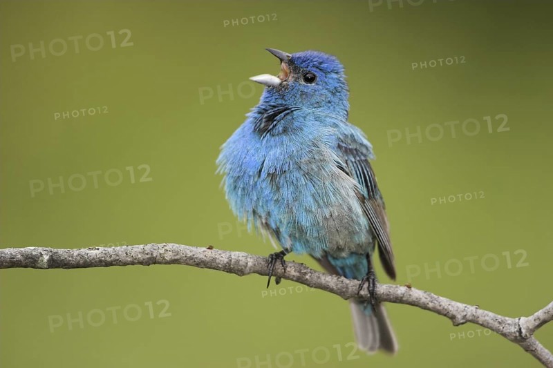 Indigo Bunting (Passerina cyanea) male singing, Ontario, Canada