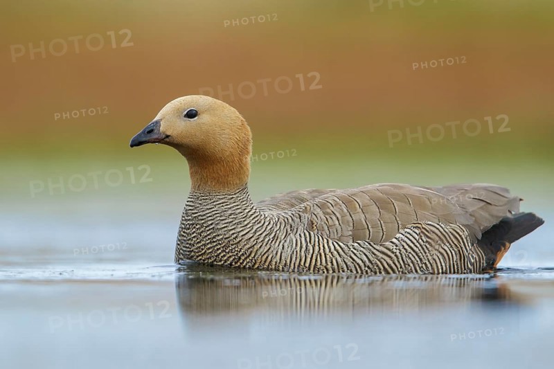 Ruddy-headed Goose (Chloephaga rubidiceps) feeding along the shoreline in the Falkland Islands