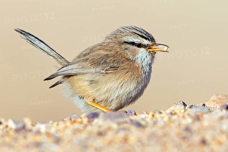 Desert Prinia, (Scotocerca inquieta), animals, birds, foraging, Israel