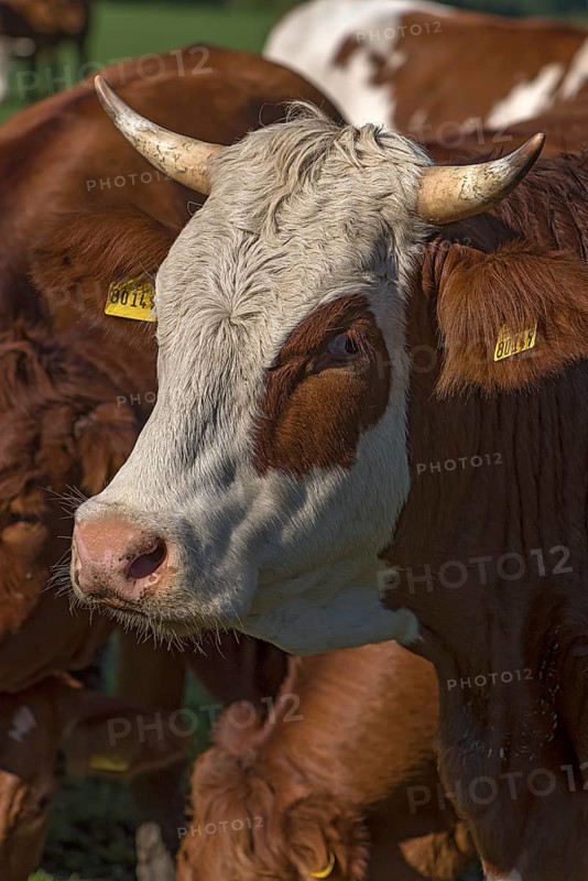 Buntscheck cow on the pasture, Franconia, Bavaria, Germany