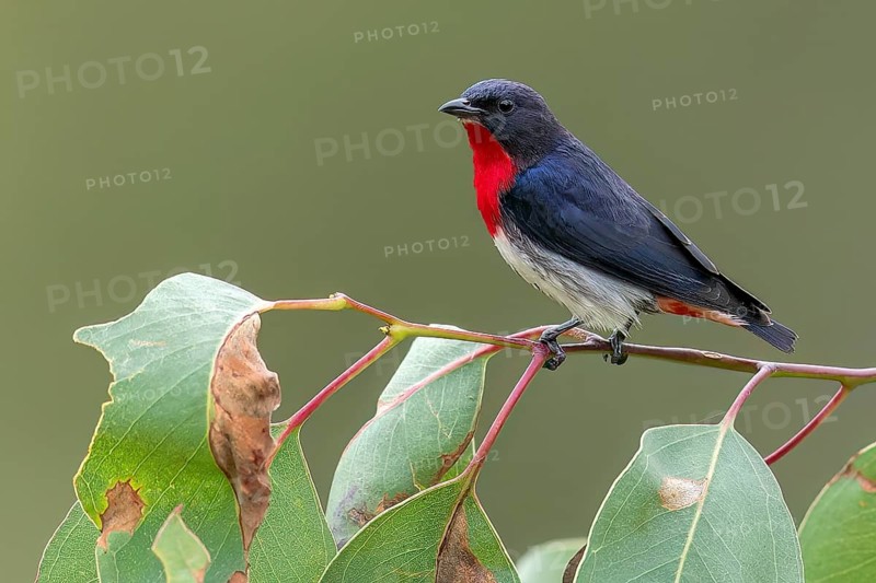 Mistletoebird (Dicaeum hirundinaceum) perched on a branch in eastern Australia