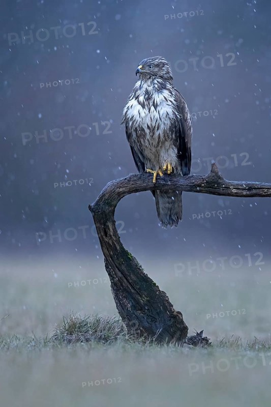 Common Buzzard (Buteo buteo), Saxony-Anhalt, Germany