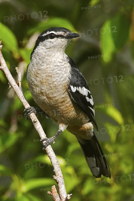 Varied Triller (Lalage leucomela) male, Australia