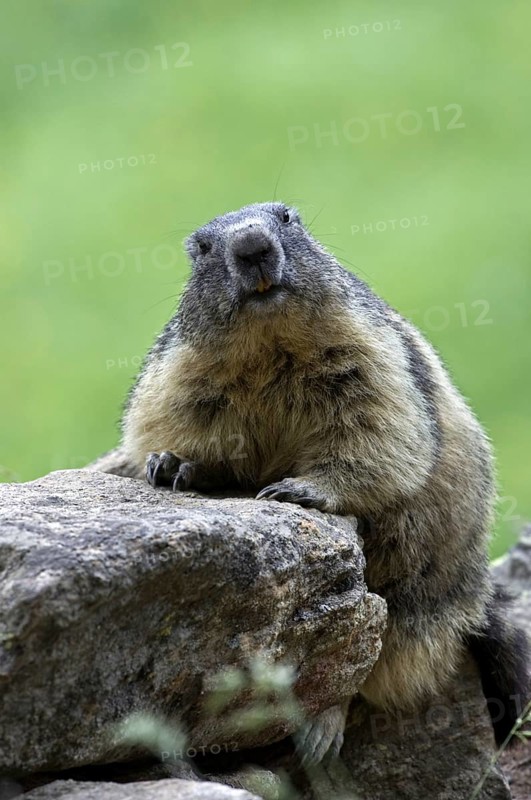 Alpine marmot (Marmota marmota) sitting on rock, Gran Paradiso National Park, Italian Alps, Italy
