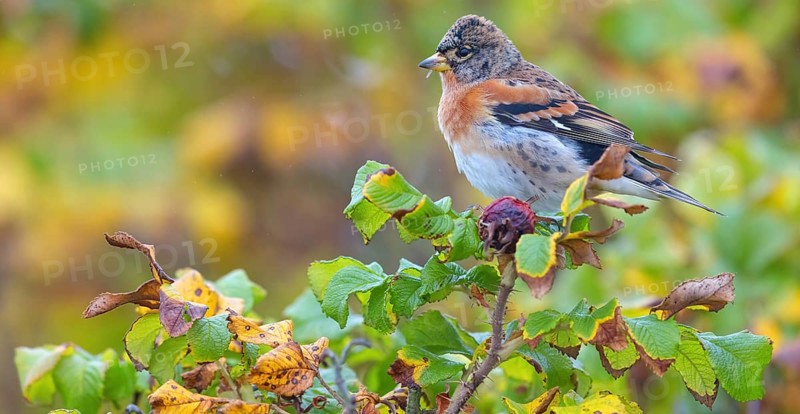 Brambling (Fringilla montifringilla), spring, foraging, Battenberg, Heligoland, Rhineland-Palatinate, Federal Republic of Germany
