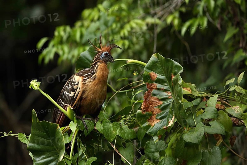 Hoatzin (Opisthocomus hoazin) perched in tree, Orinoco Delta, Venezuela