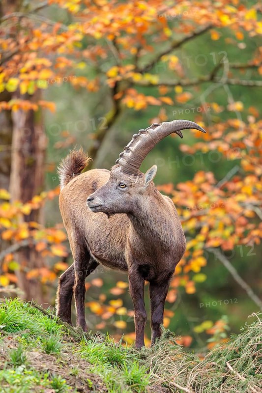 A male ibex (Capra ibex) standing on a cloudy day on a green meadow on hilly terrain . A forest in fall foliage can be seen in the background