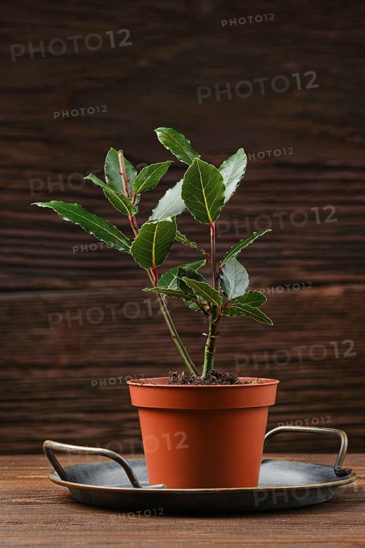 A small bay leaf plant in a terracotta pot, sitting on a circular metal tray. The rustic wooden background enhances the natural beauty of the plant\'s vibrant green leaves.